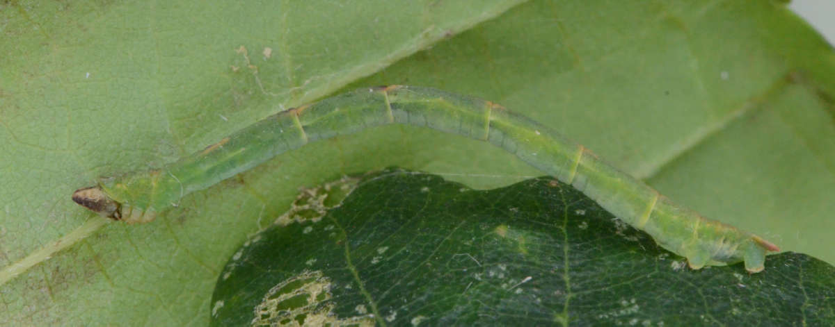 Little Emerald (Jodis lactearia) photographed at Denge Wood by Alan Stubbs 