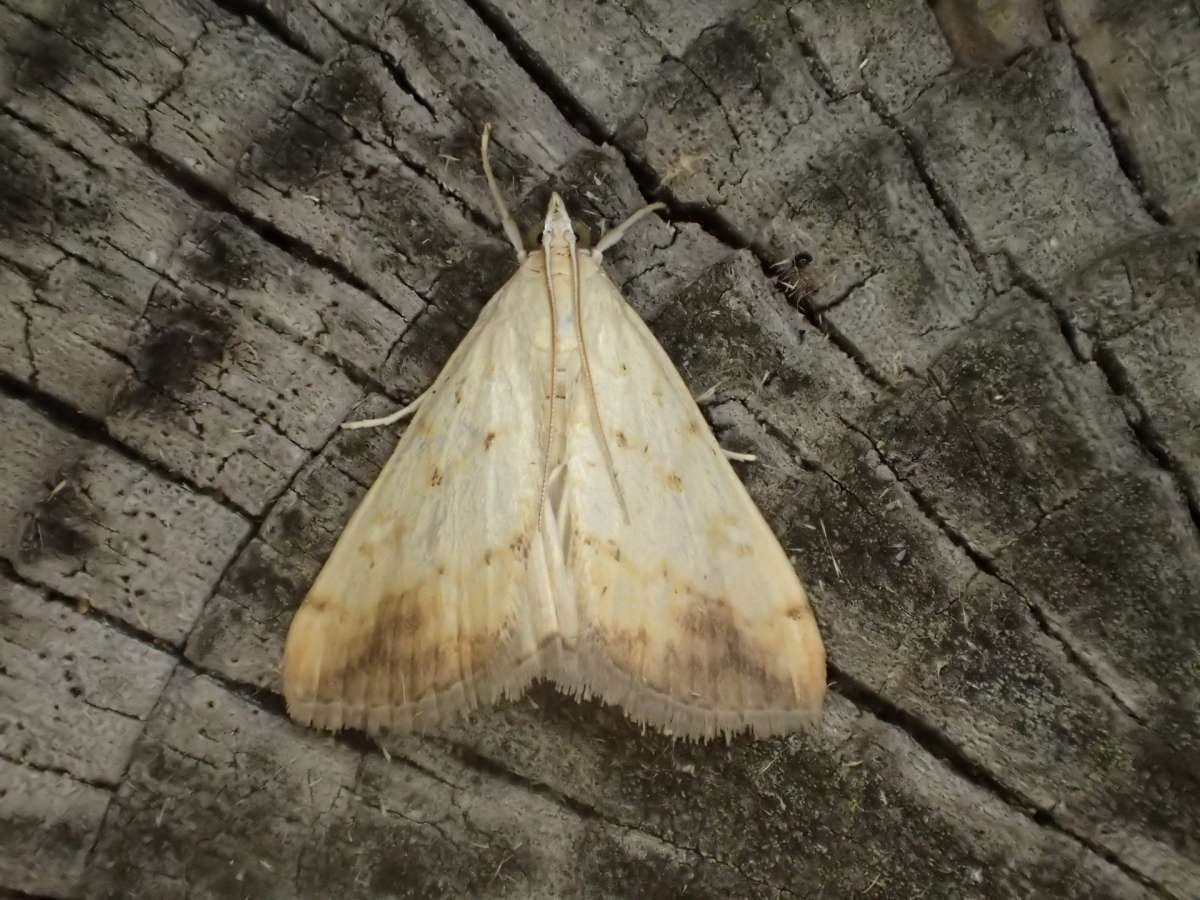 Marbled Yellow Pearl (Evergestis extimalis) photographed at Sandwich Bay by Dave Shenton 