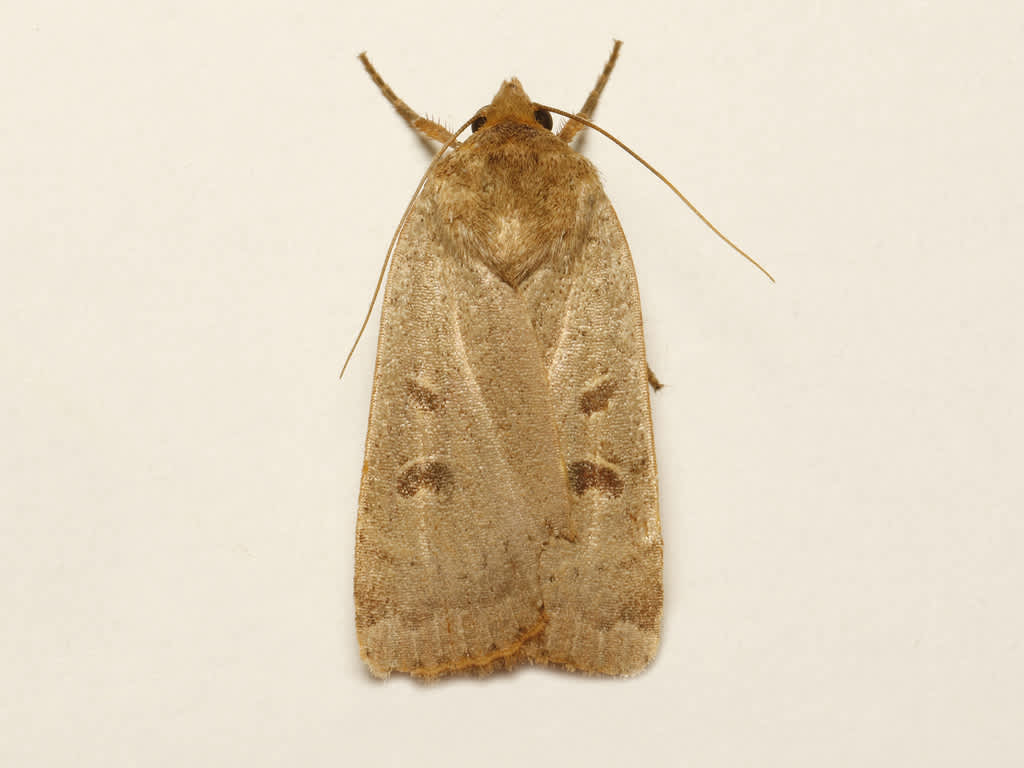 Lesser Yellow Underwing (Noctua comes) photographed in Kent by David Beadle 