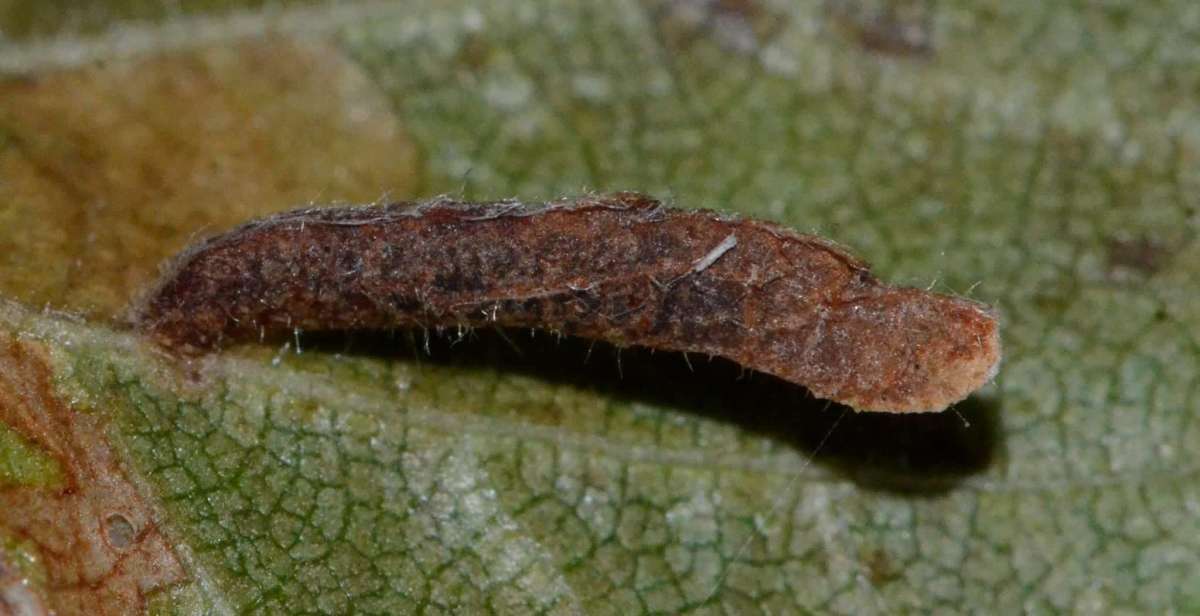 Buff Birch Case-bearer (Coleophora milvipennis) photographed in Kent by Dave Shenton 