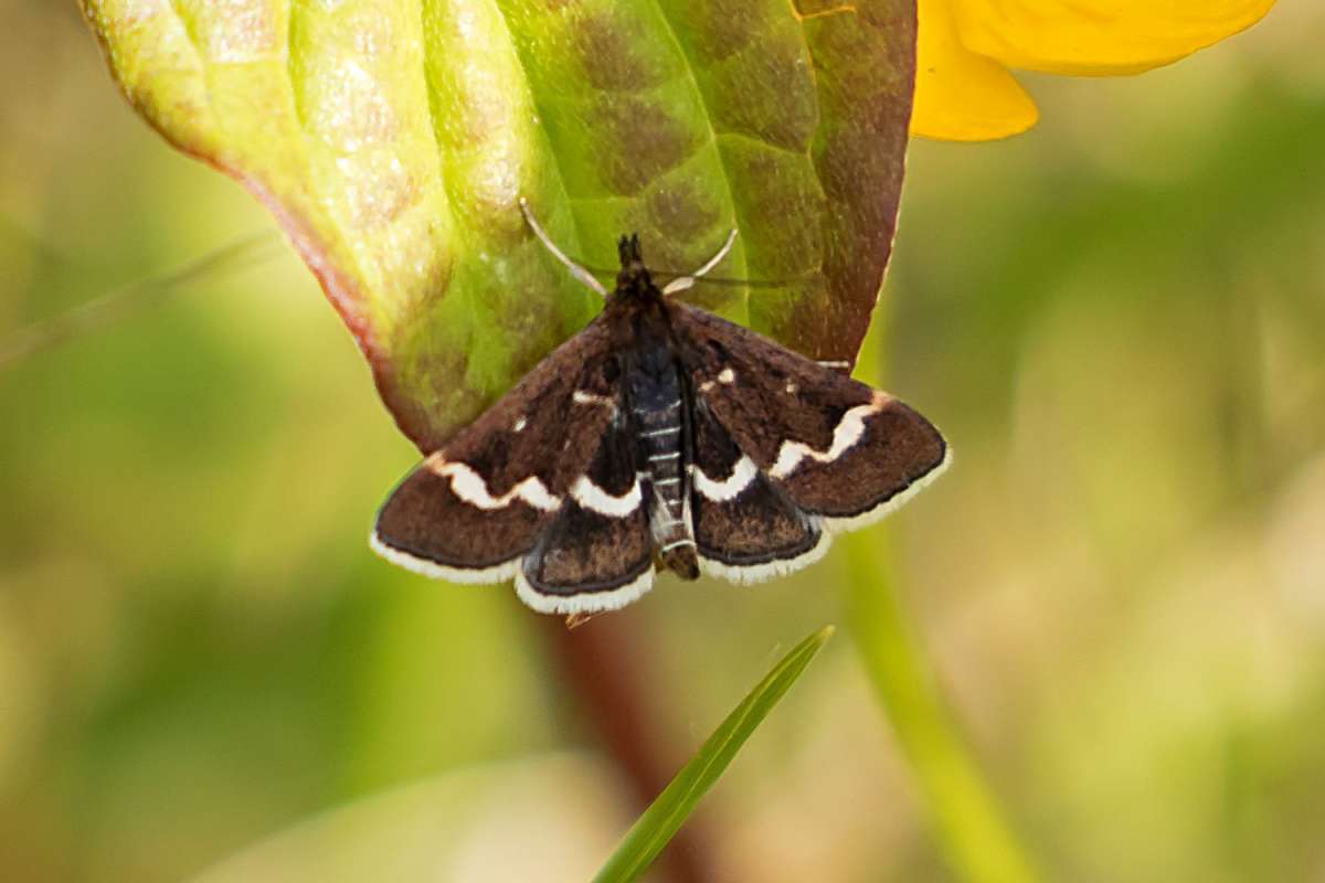 Wavy-barred Sable (Pyrausta nigrata) photographed in Kent by Peter Maton