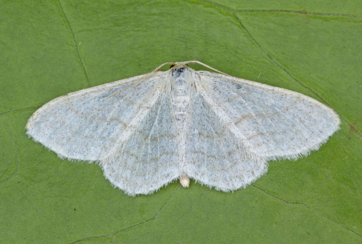 Satin Wave (Idaea subsericeata) photographed at Boughton-under-Blean by Peter Maton 