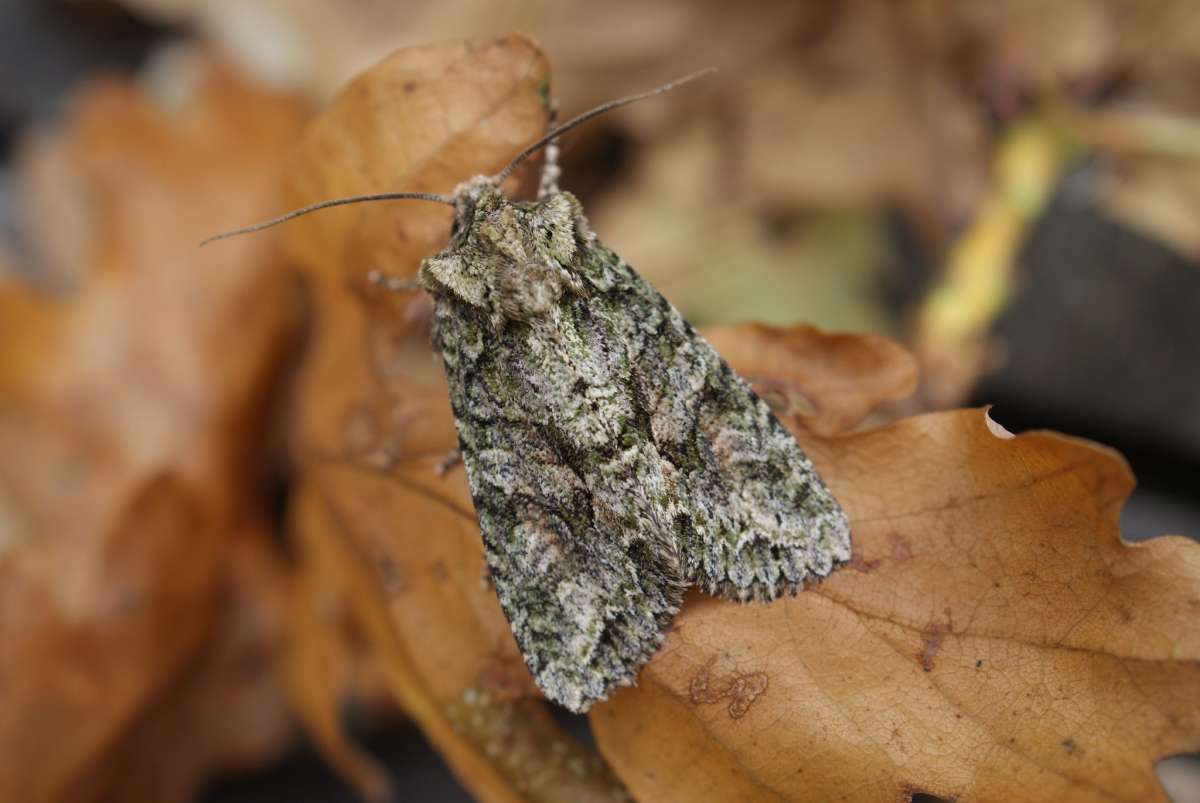 Brindled Green (Dryobotodes eremita) photographed at Aylesham  by Dave Shenton 