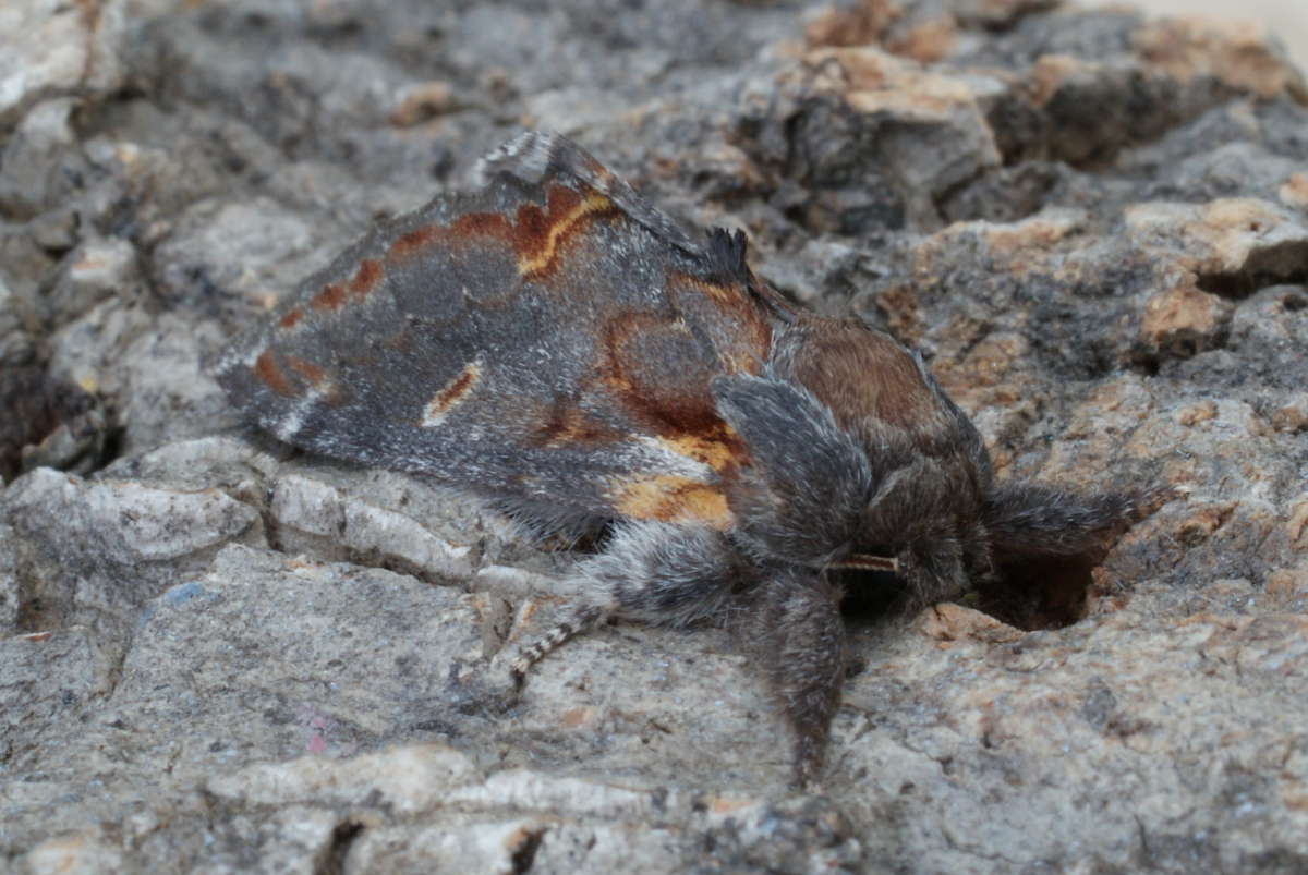 Iron Prominent (Notodonta dromedarius) photographed at Aylesham  by Dave Shenton 