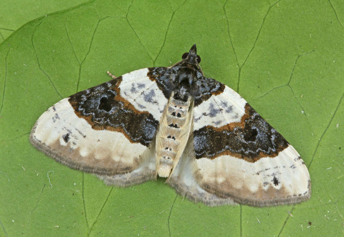 Purple Bar (Cosmorhoe ocellata) photographed at Boughton-under-Blean by Peter Maton 