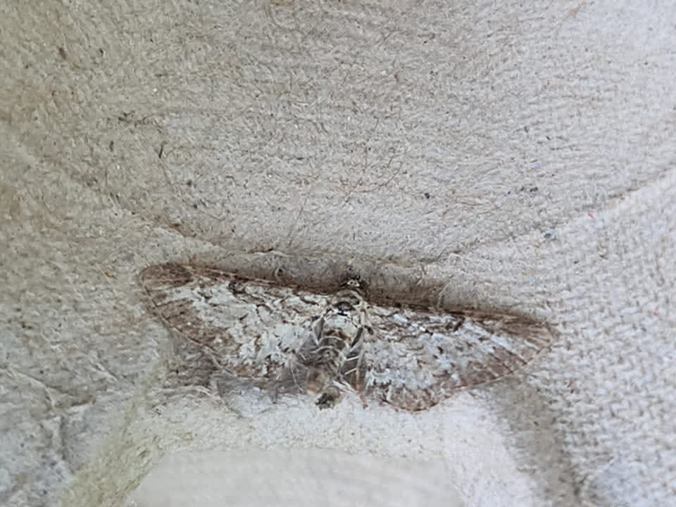 Shaded Pug (Eupithecia subumbrata) photographed in Kent by Francesca Partridge 