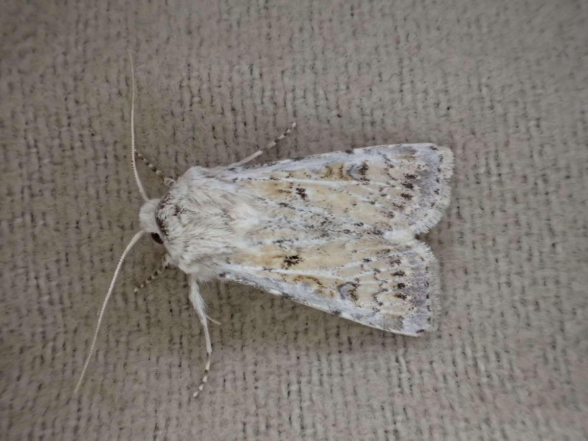 Sand Dart (Agrotis ripae) photographed at SBBO by Ian Hunter 