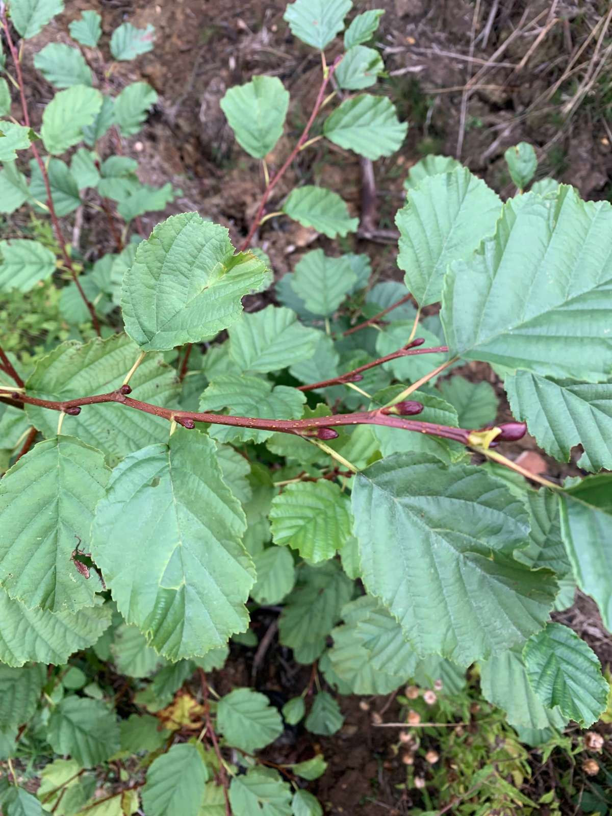 Alder Lift (Heliozela resplendella) photographed at Clowes Wood by Dave Shenton 