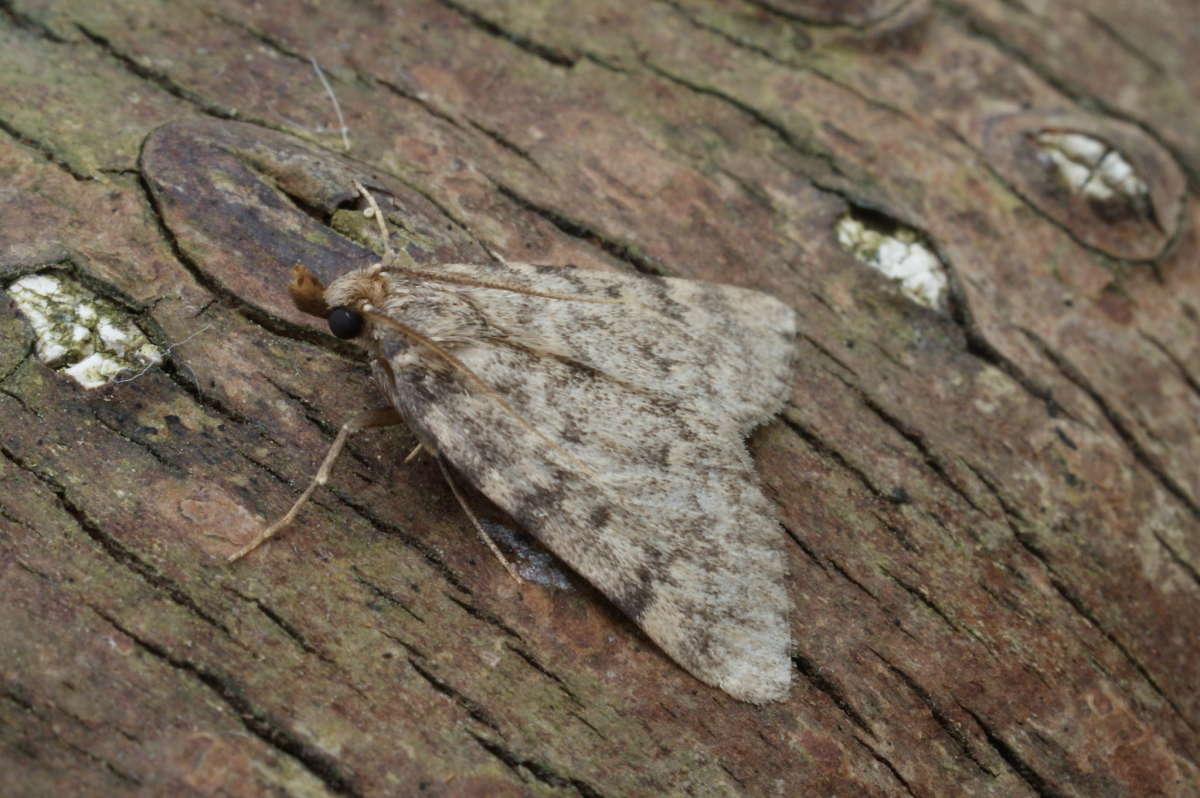 Large Tabby (Aglossa pinguinalis) photographed in Kent by Dave Shenton 