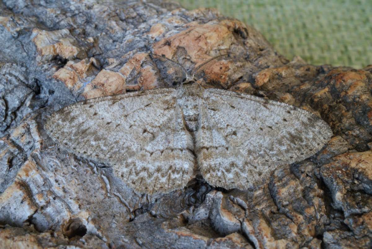 Pale Oak Beauty (Hypomecis punctinalis) photographed at Aylesham  by Dave Shenton 