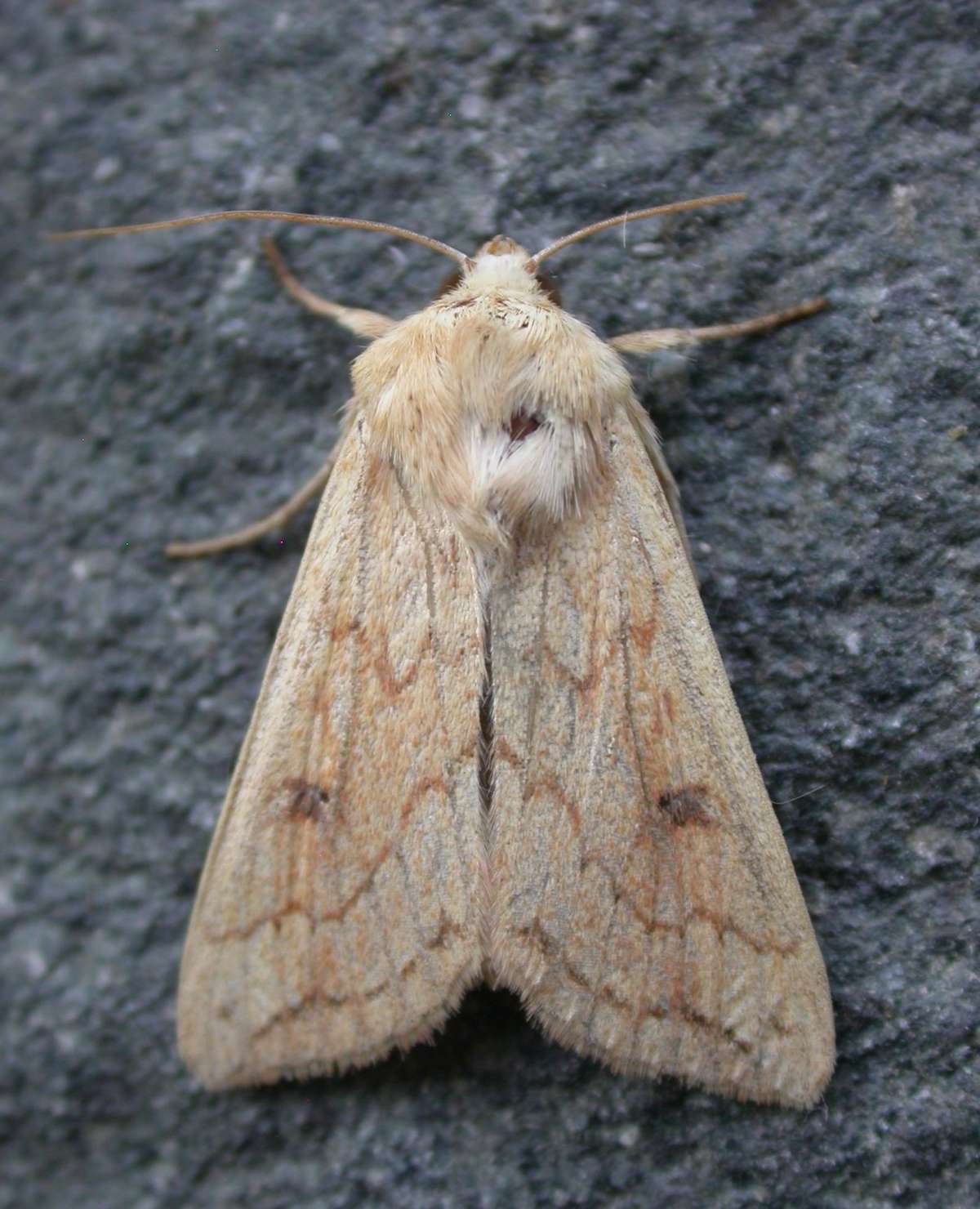 The Delicate (Mythimna vitellina) photographed in Kent by Ross Newham 