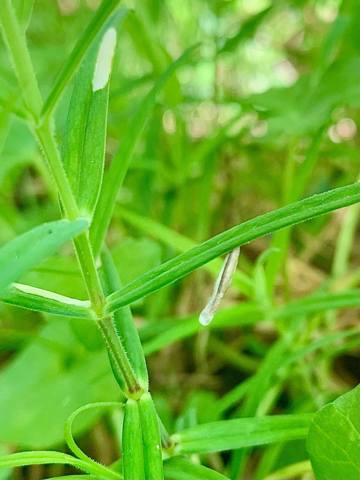 Ochreous Case-bearer (Coleophora solitariella) photographed in Kent by Olly Bournat 