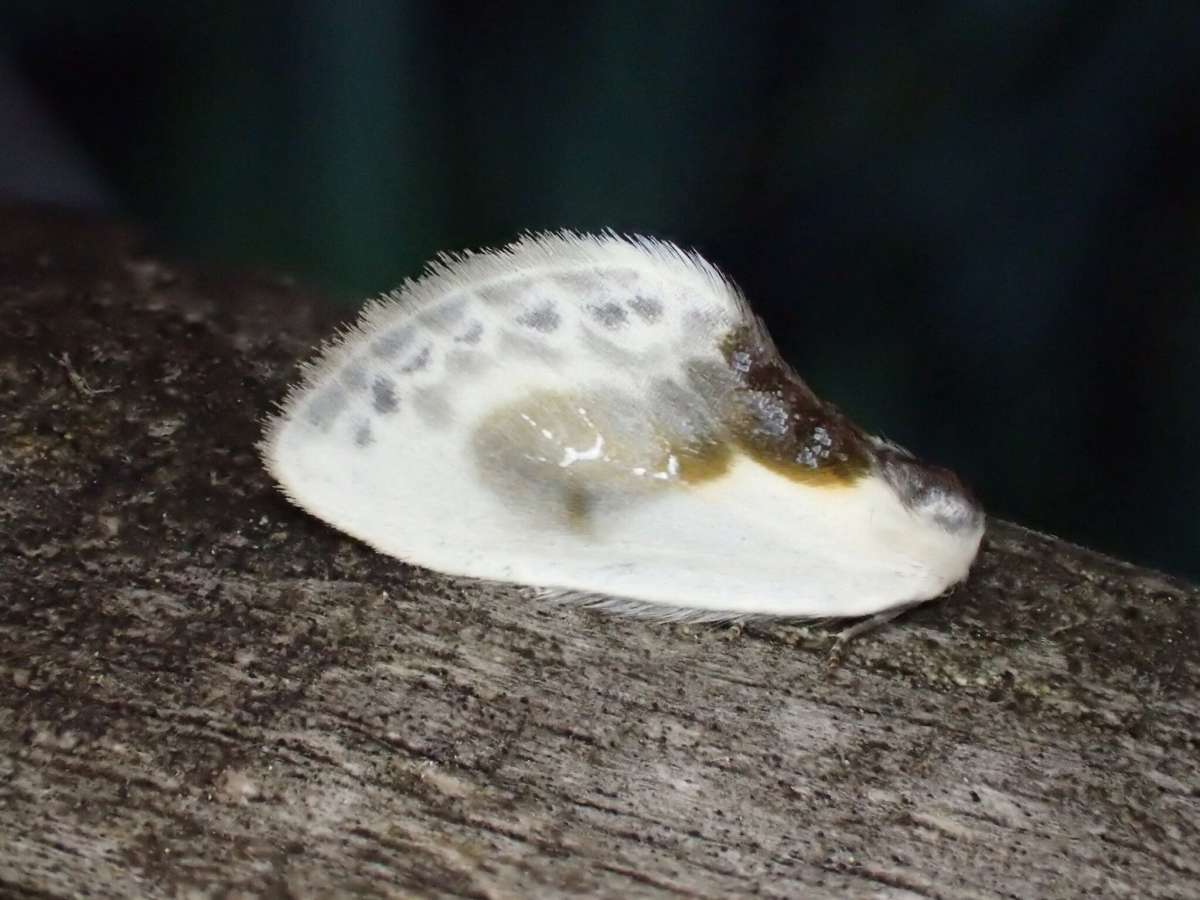 Chinese Character (Cilix glaucata) photographed at Stodmarsh NNR by Dave Shenton 