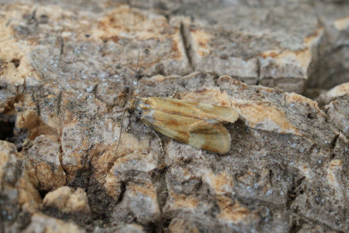 Downland Conch (Aethes tesserana) photographed at Bonsai Bank  by Dave Shenton 