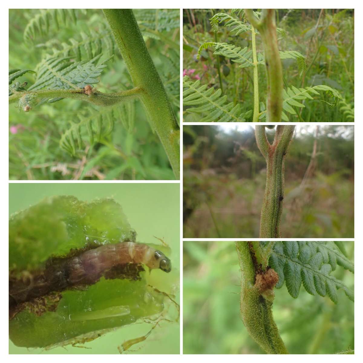 Bracken Neb (Monochroa cytisella) photographed at Denge Woods  by Dave Shenton 