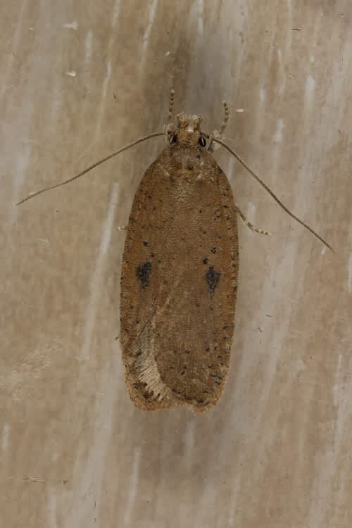 Black-spot Flat-body (Agonopterix propinquella) photographed in Kent by Steve Cutt