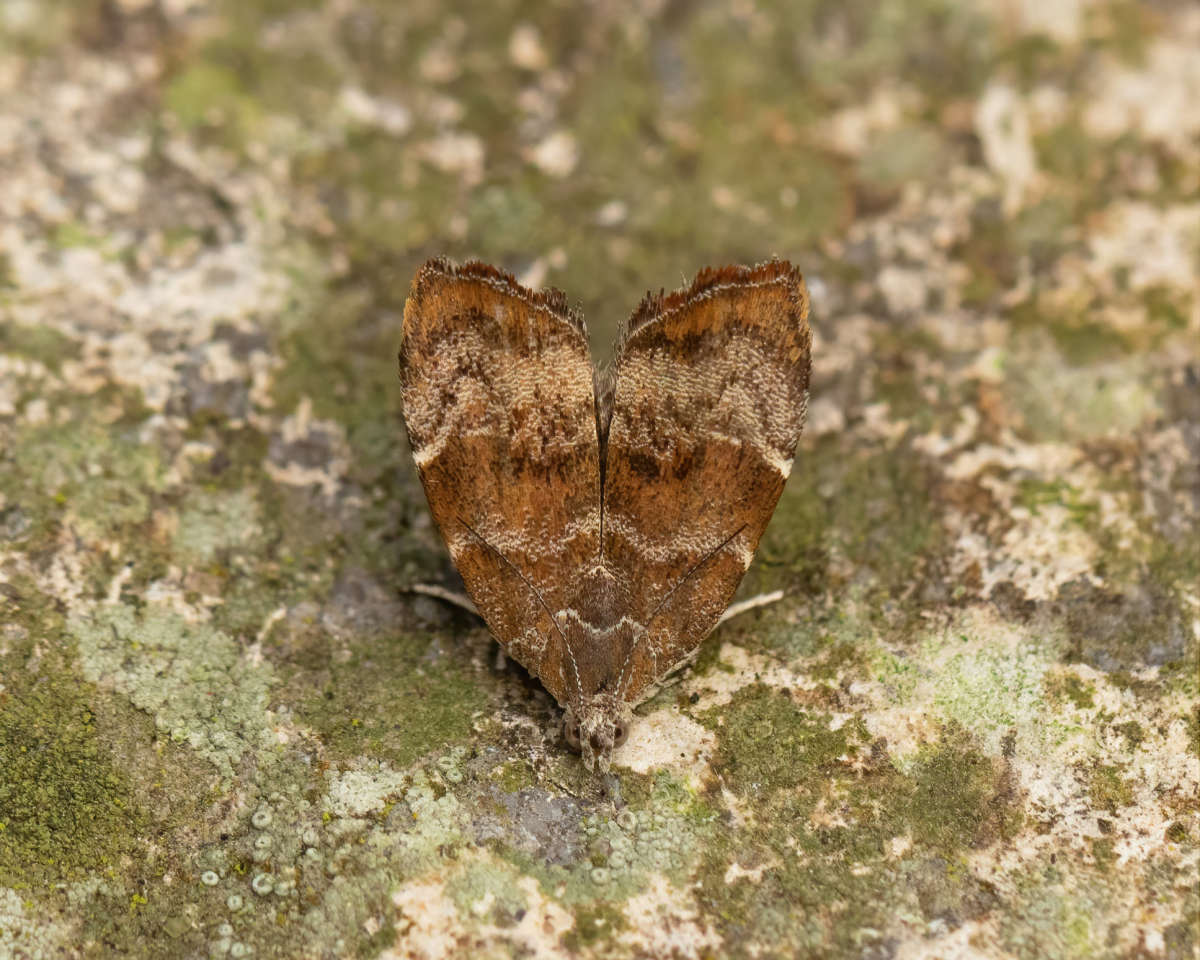 Fig-tree Skeletonizer (Choreutis nemorana) photographed in Kent by Alex Perry 