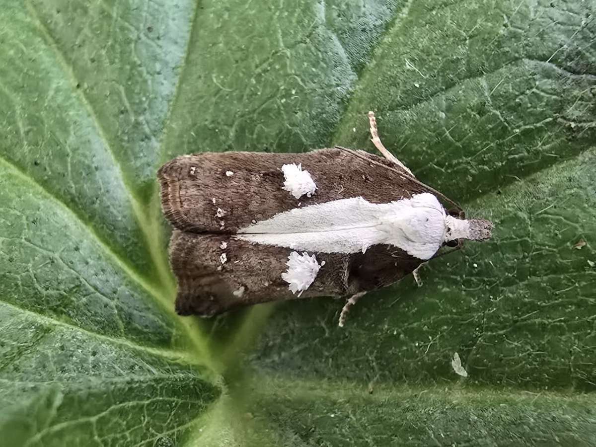 Tufted Button (Acleris cristana) photographed at Herne Bay  by Francesca Partridge 