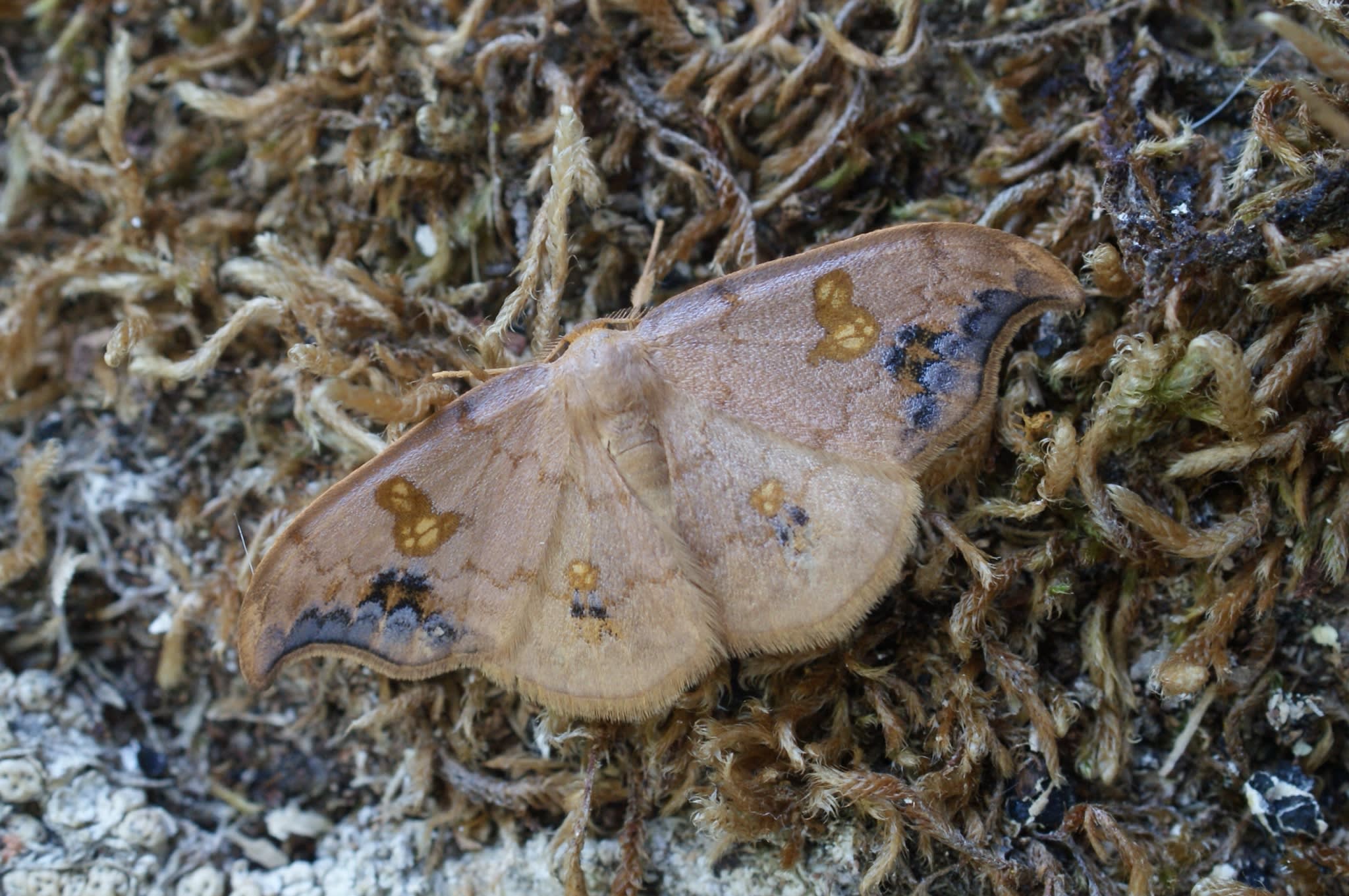 Scarce Hook-tip (Sabra harpagula) photographed at Las Descargues, France  by Dave Shenton