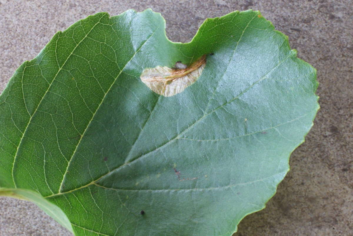Small Alder Midget (Phyllonorycter stettinensis) photographed in Kent by Dave Shenton 