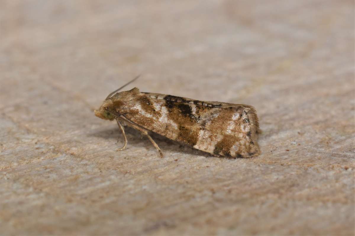 Water-plantain Conch (Gynnidomorpha alismana) photographed in Kent by Antony Wren