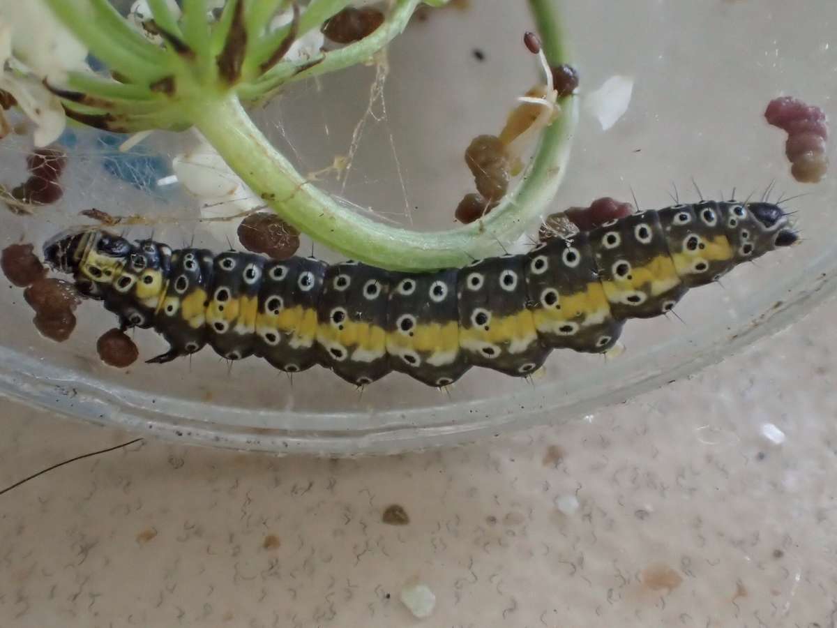 Dingy Flat-body (Depressaria daucella) photographed in Kent by Dave Shenton