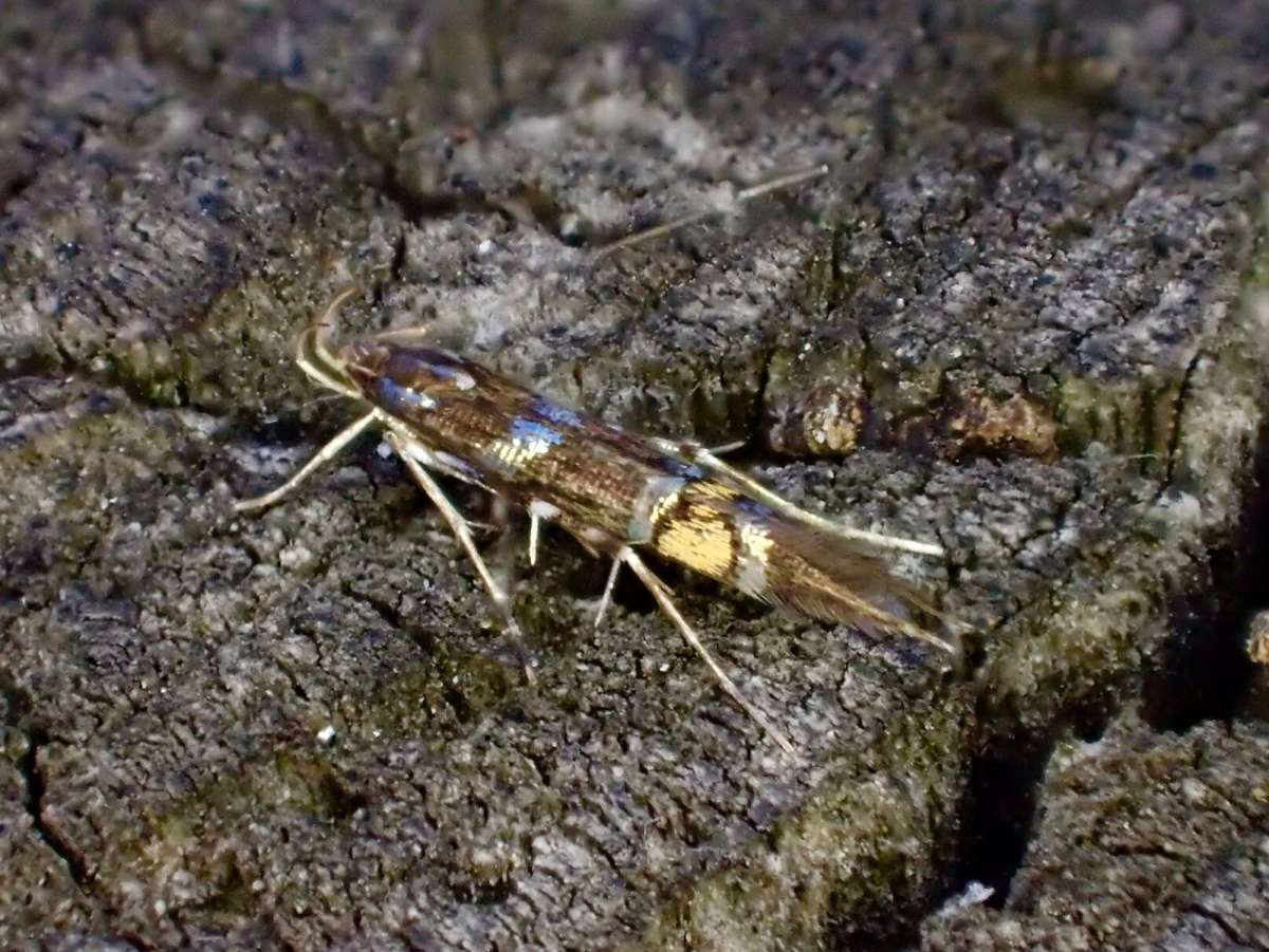 Hedge Cosmet (Cosmopterix zieglerella) photographed at Stodmarsh NNR by Dave Shenton 