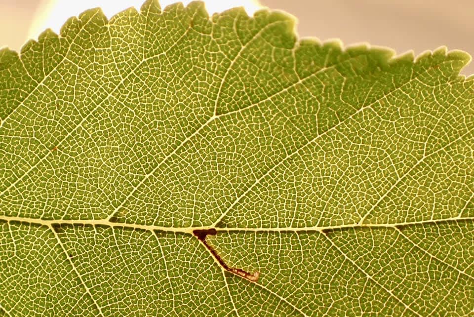 Sapporo Elm Bent-wing (Bucculatrix ulmifoliae) photographed at Chelsfield  by Oliver Bournat 