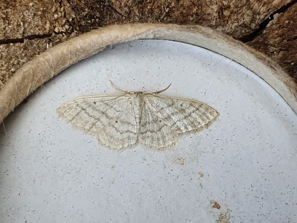 Satin Wave (Idaea subsericeata) photographed in Kent by Ronald Waters