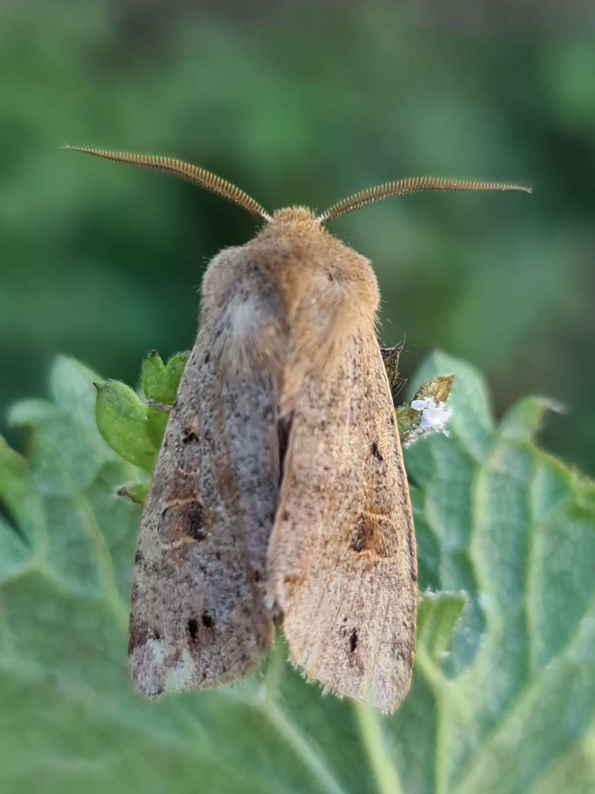 Twin-spotted Quaker (Anorthoa munda) photographed in Kent by Francesca Partridge 