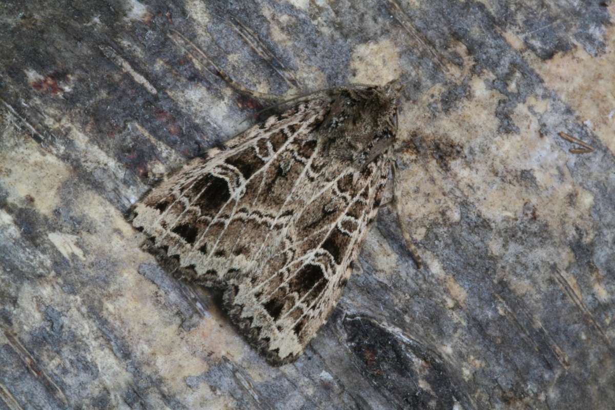 The Gothic (Naenia typica) photographed at Boughton-under-Blean by Peter Maton 