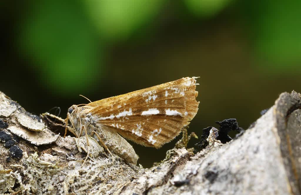 Bordered White (Bupalus piniaria) photographed in Kent by Carol Strafford 