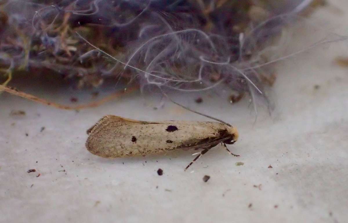 Bird's-nest Moth (Tinea trinotella) photographed at Aylesham  by Dave Shenton 