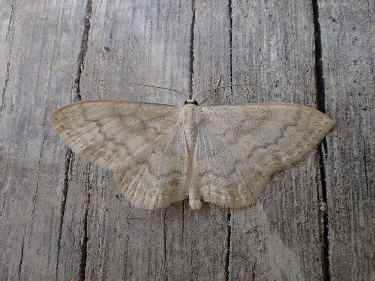 Cream Wave (Scopula floslactata) photographed in Kent by Dave Shenton 