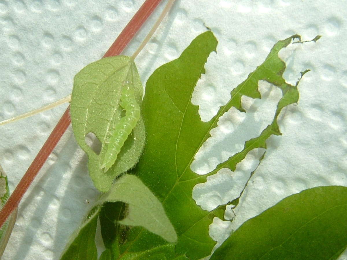 Bloxworth Snout (Hypena obsitalis) photographed in Kent by Tony Rouse