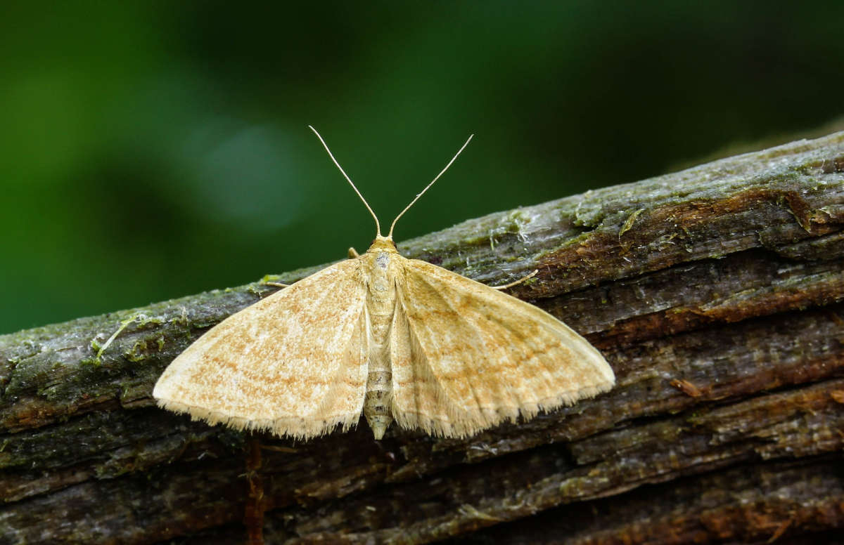 Bright Wave (Idaea ochrata) photographed in Kent by Carol Strafford 