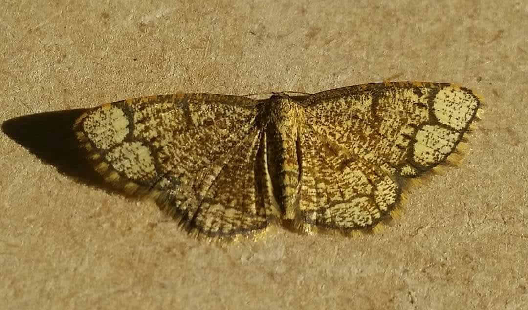 Ringed Border (Stegania cararia) photographed at Dartford  by Andrew Lawson