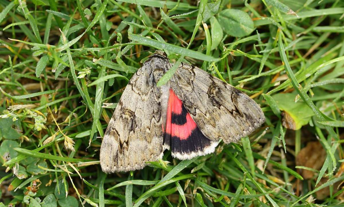 Rosy Underwing (Catocala electa) photographed in Kent by Carol Strafford 