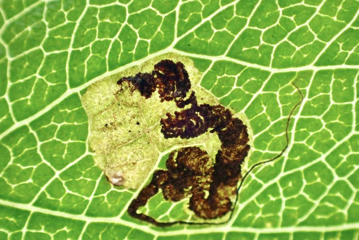 Pear-tree Pigmy (Stigmella pyri) photographed in Kent by Olly Bournat 