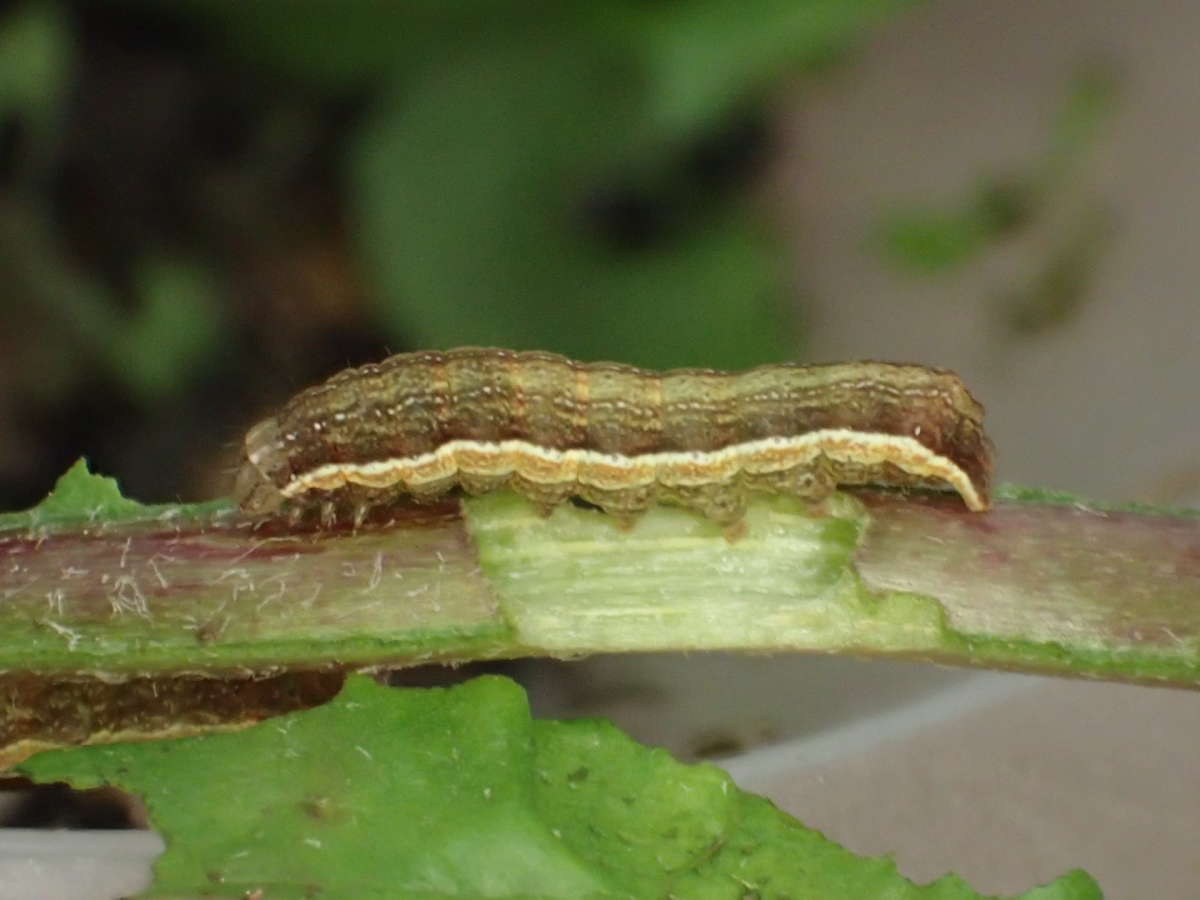 Flame Shoulder (Ochropleura plecta) photographed in Kent by Dave Shenton 