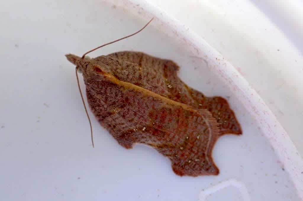 Notch-wing Button (Acleris emargana) photographed in Kent by Oliver Bournat