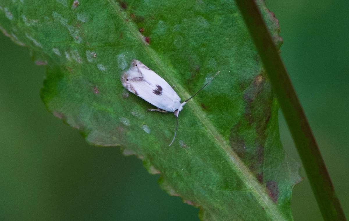 Fen Bent-wing (Pseudopostega auritella) photographed at Orlestone complex  by Nick Green