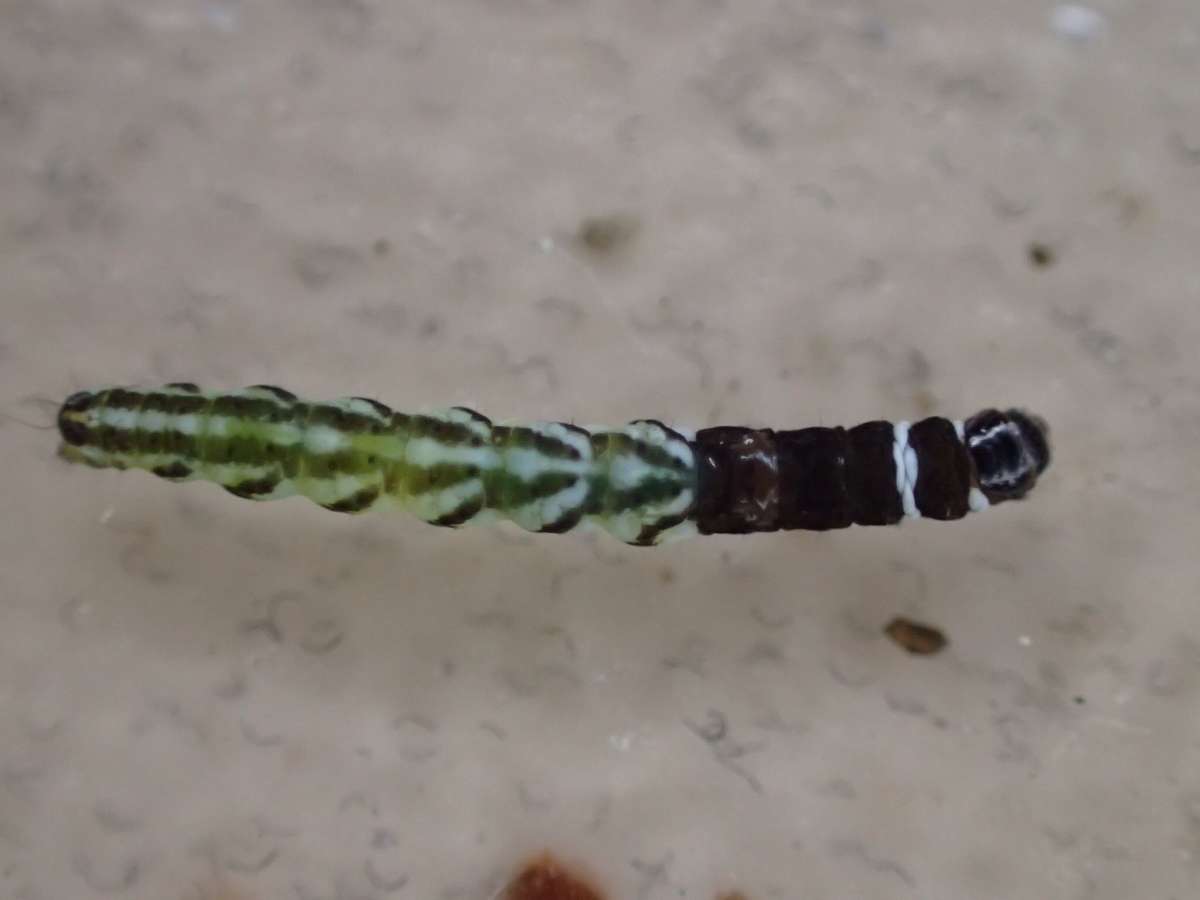 Orange Crest (Helcystogramma rufescens) photographed at Aylesham  by Dave Shenton 