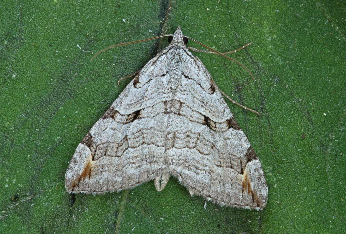 Treble-bar (Aplocera plagiata) photographed at Boughton-under-Blean by Peter Maton 