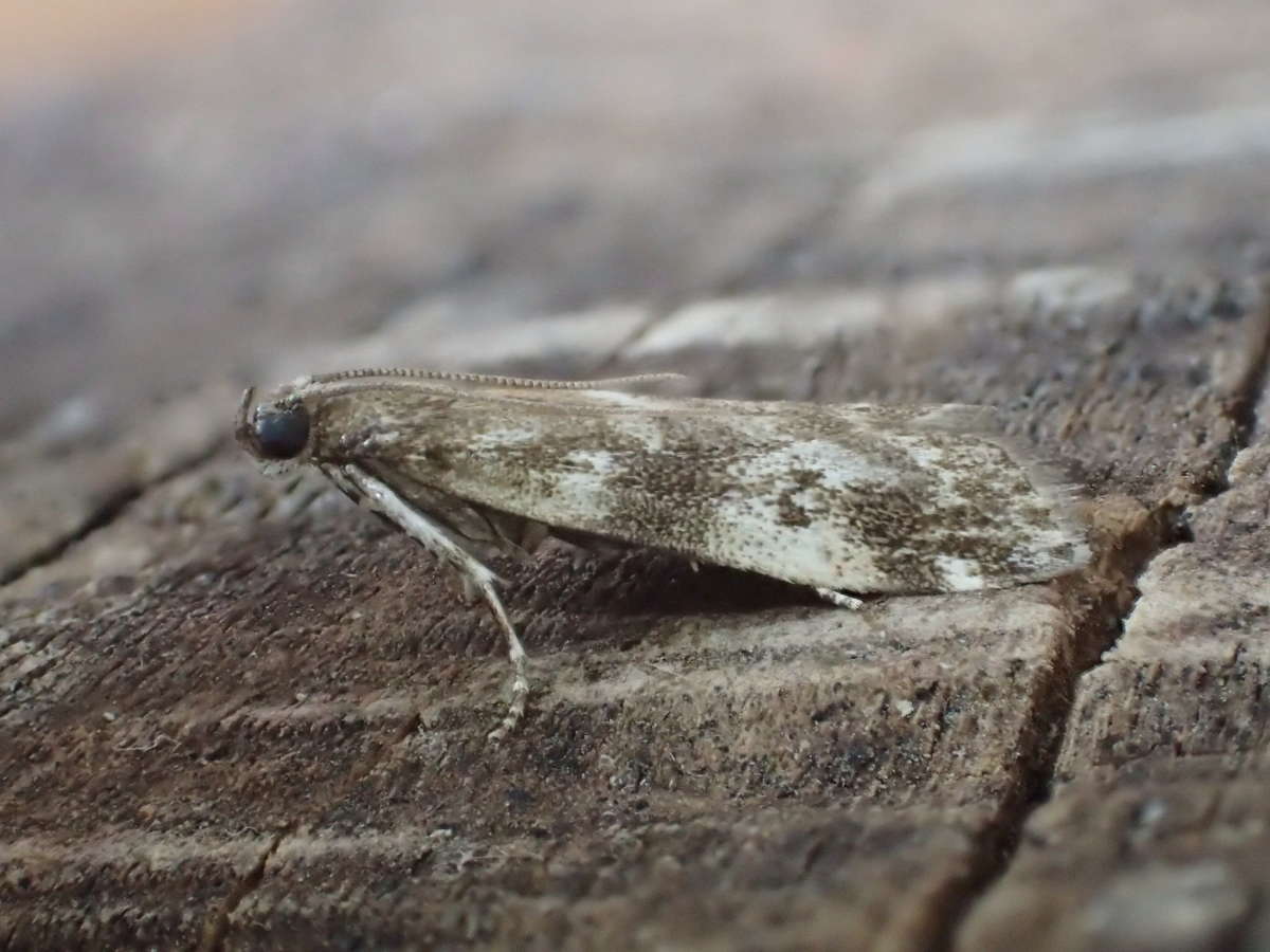 Dark Spruce Knot-horn (Assara terebrella) photographed at Packing Wood  by Dave Shenton 