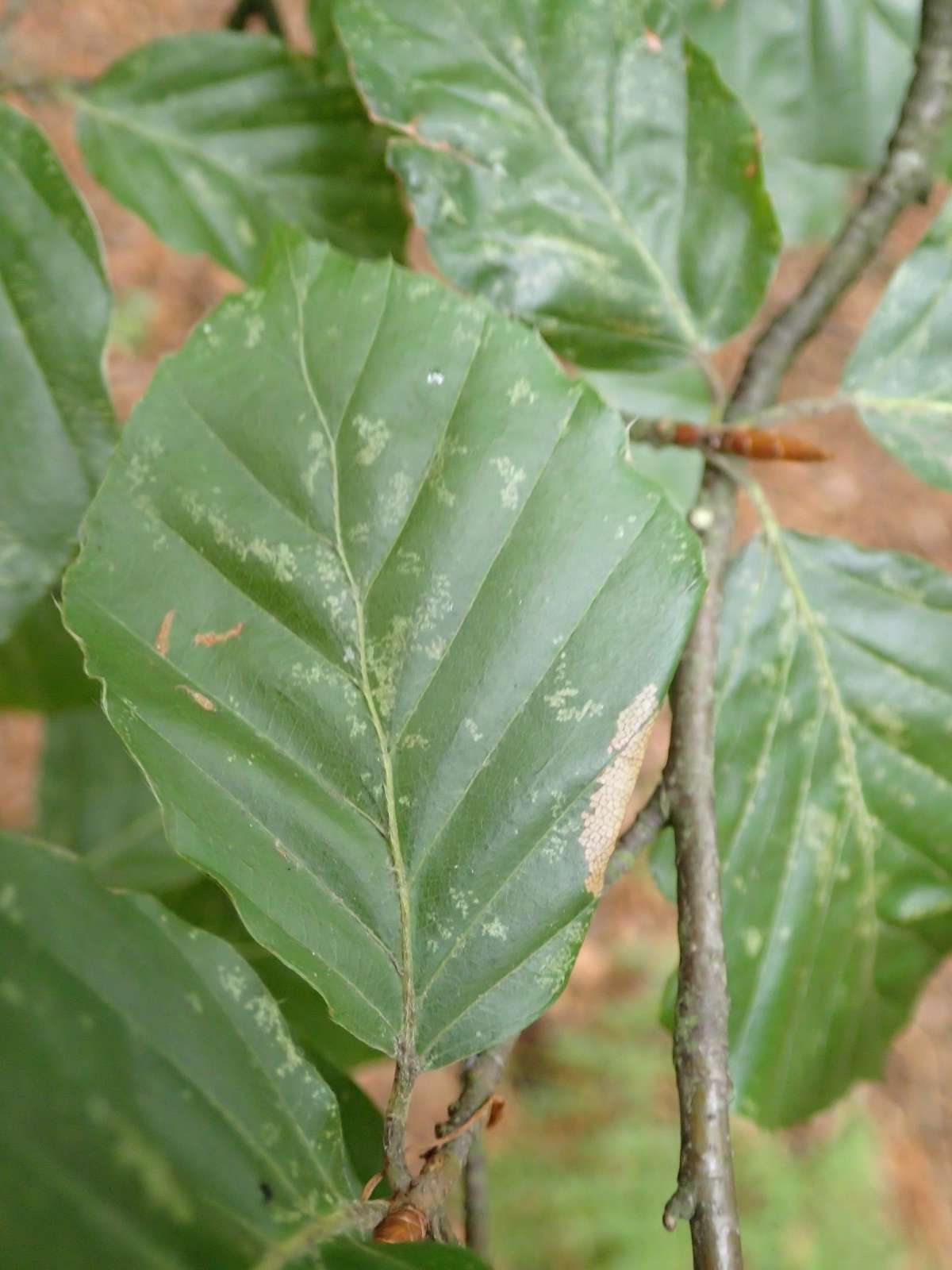 Beech Slender (Parornix fagivora) photographed in Kent by Dave Shenton 