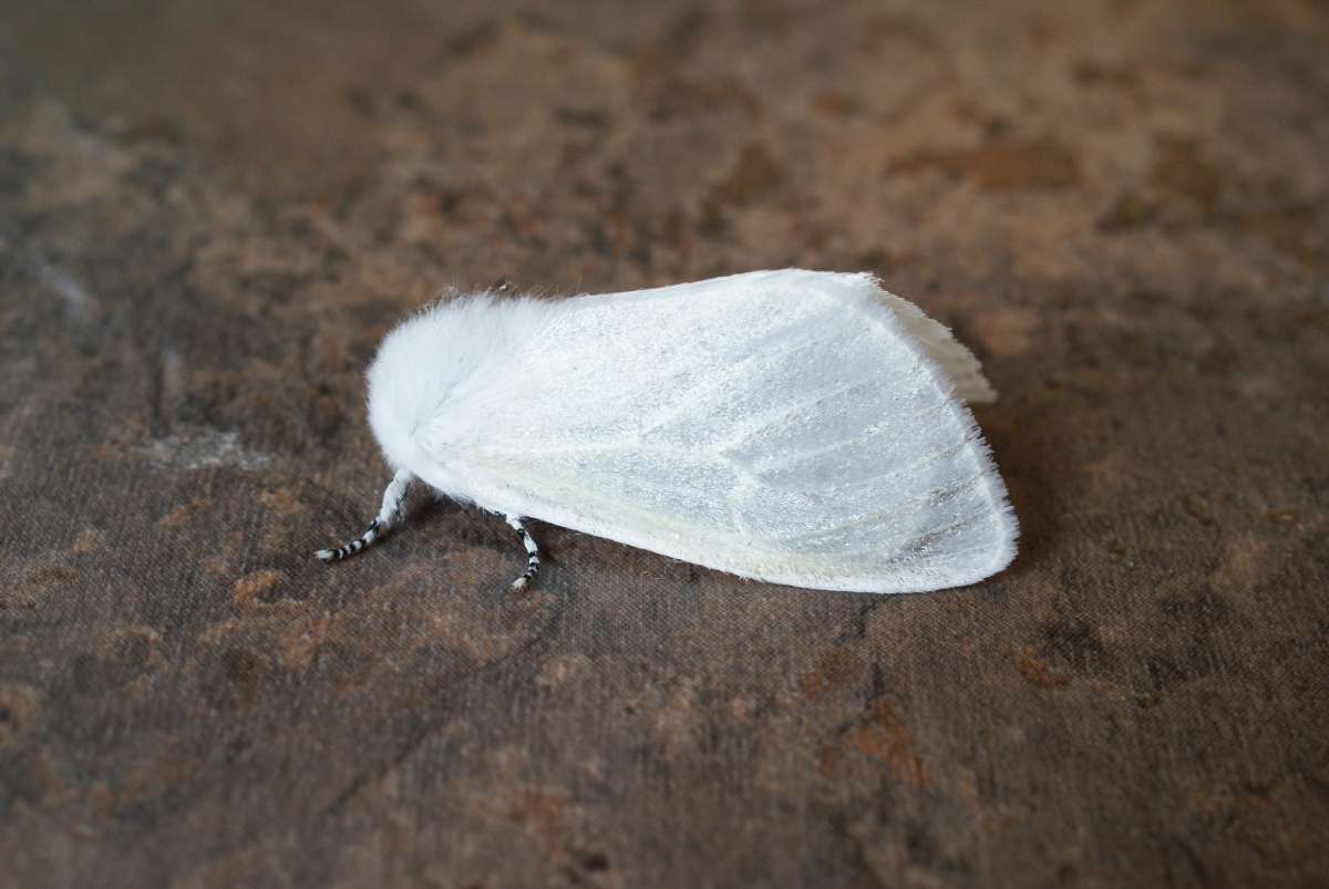 White Satin Moth (Leucoma salicis) photographed at Aylesham  by Dave Shenton 