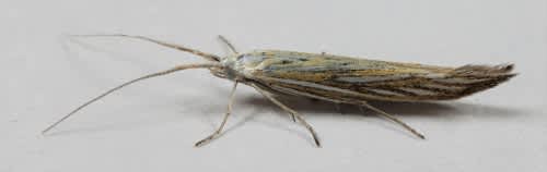 Downland Case-bearer (Coleophora lixella) photographed in Kent by Steve Cutt