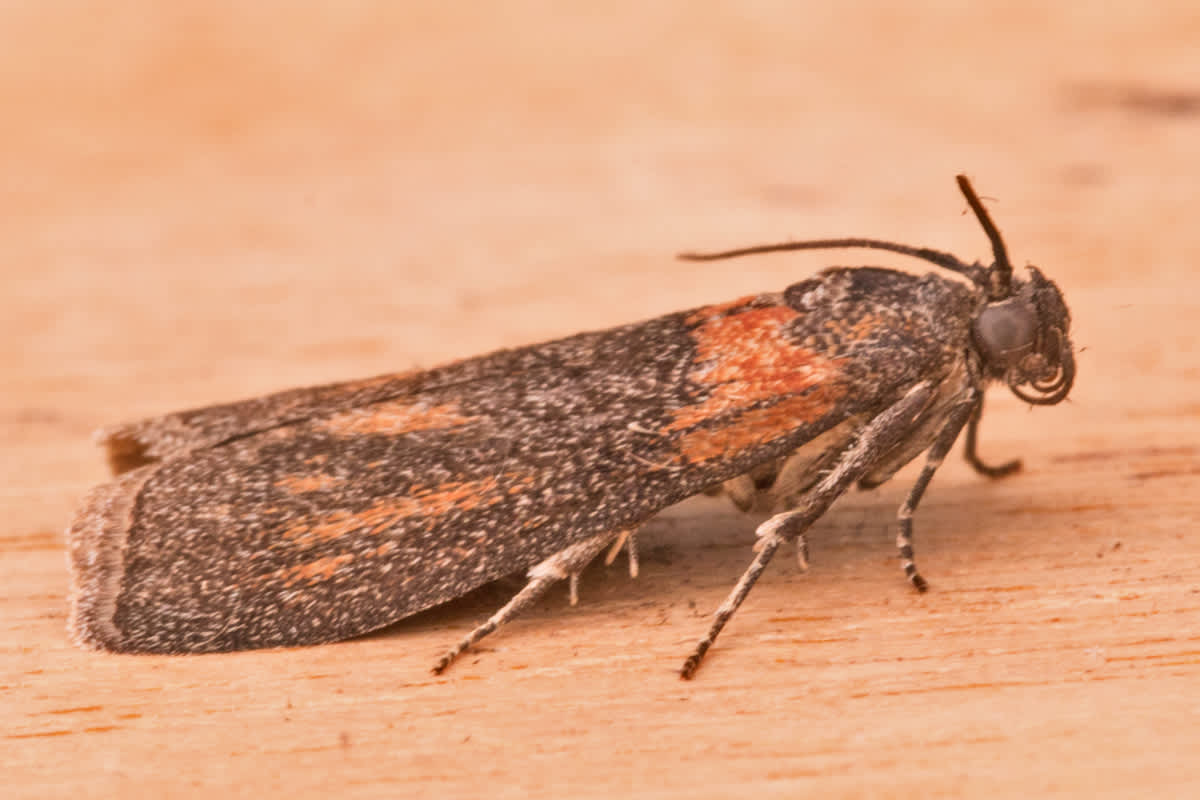 New Poplar Knot-horn (Sciota rhenella) photographed in Kent by Tony Morris