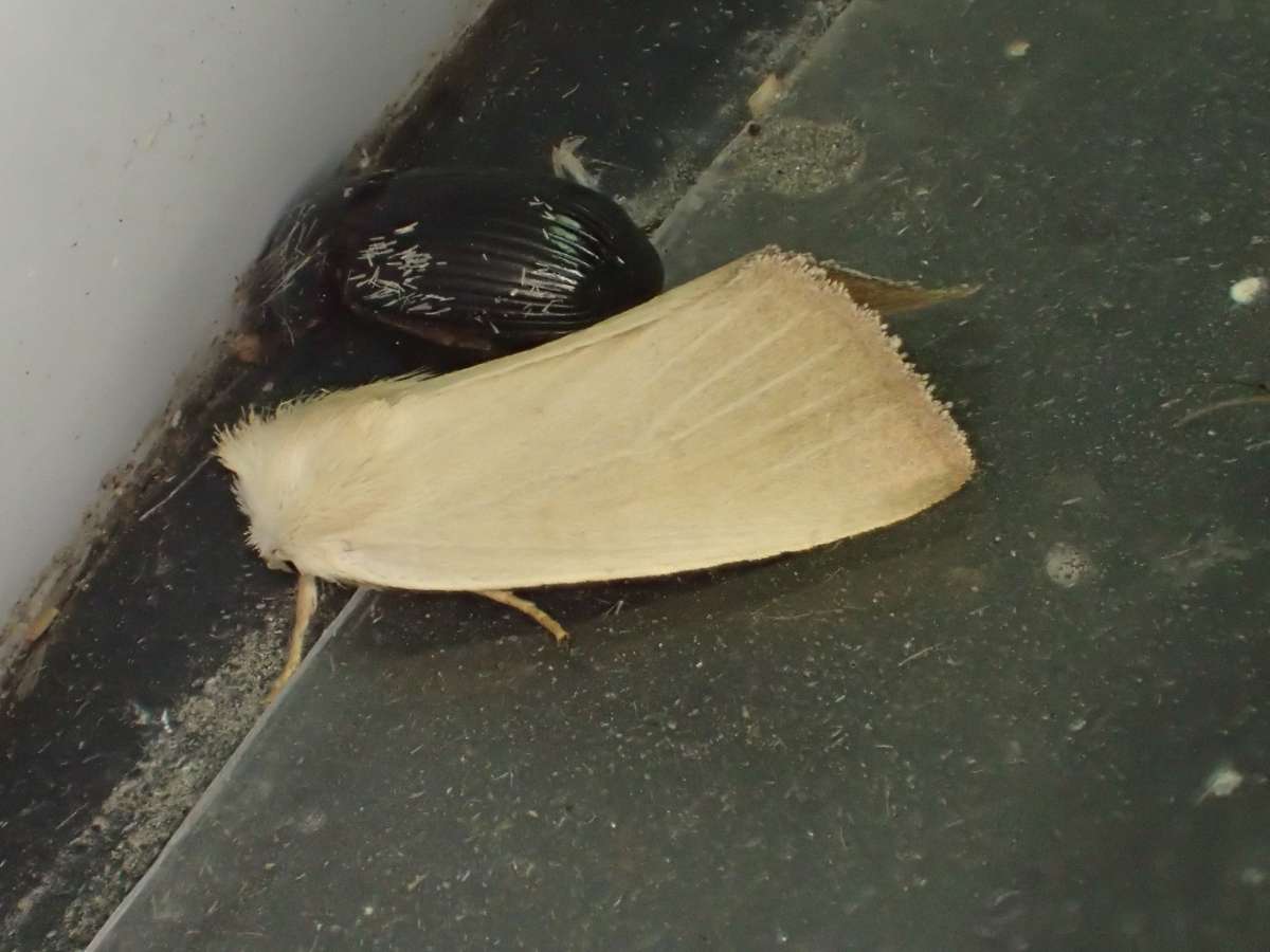 Fen Wainscot (Arenostola phragmitidis) photographed at Sandwich Bay  by Dave Shenton 